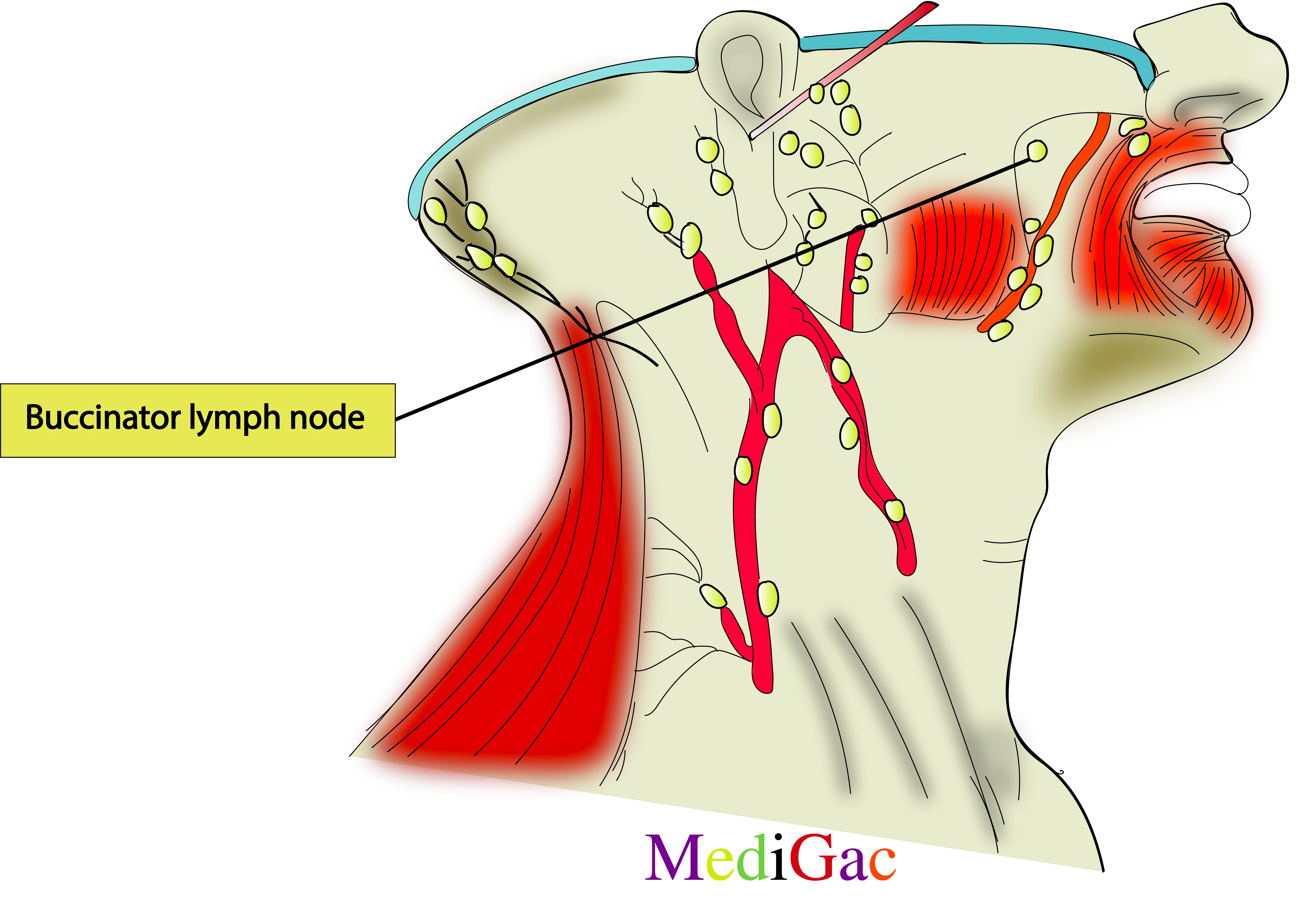 Buccinator lymph nodes